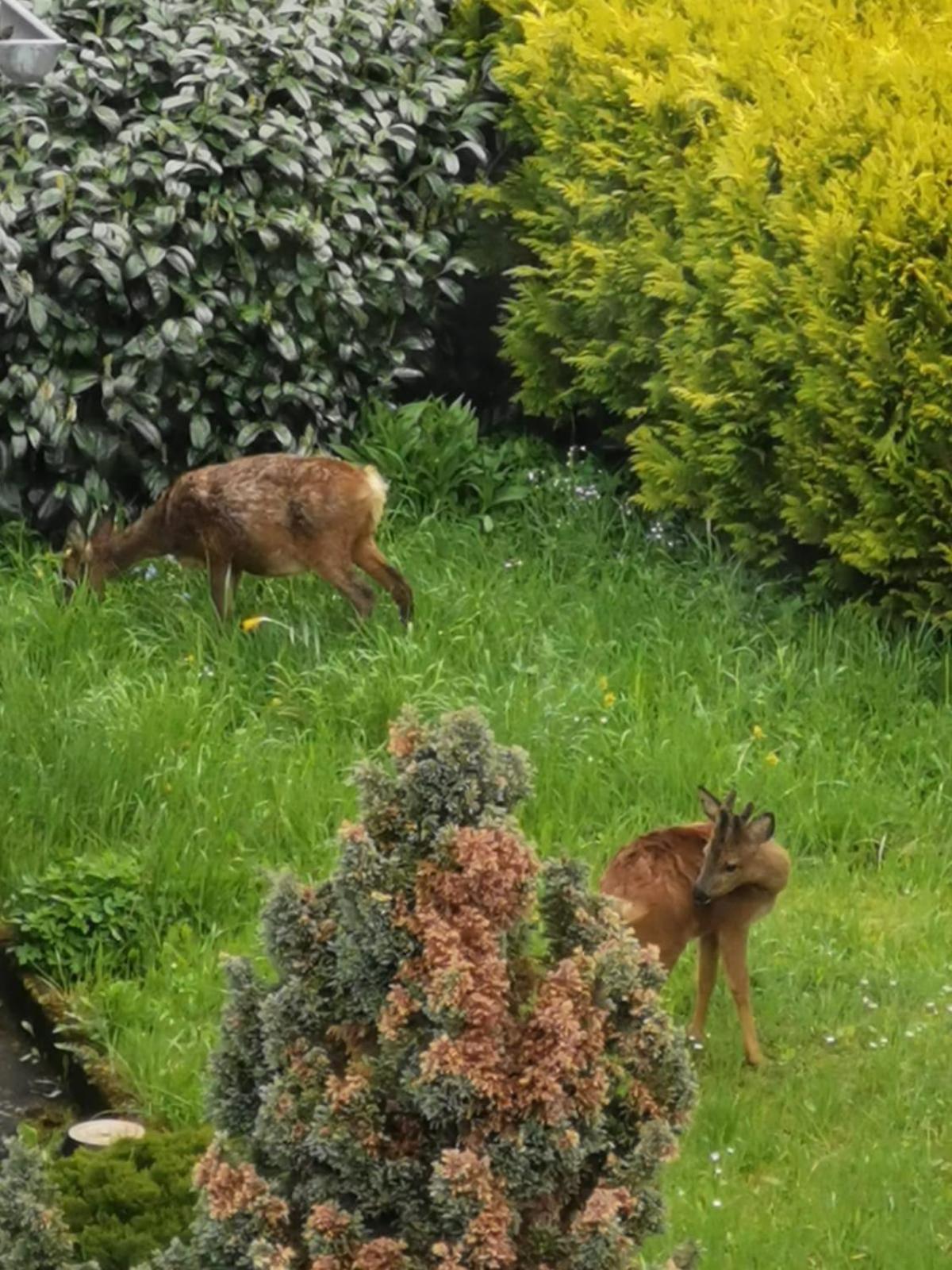 Ferienwohnung In Waldrandlage In Nationalpark Schleiden / Eifel Zewnętrze zdjęcie
