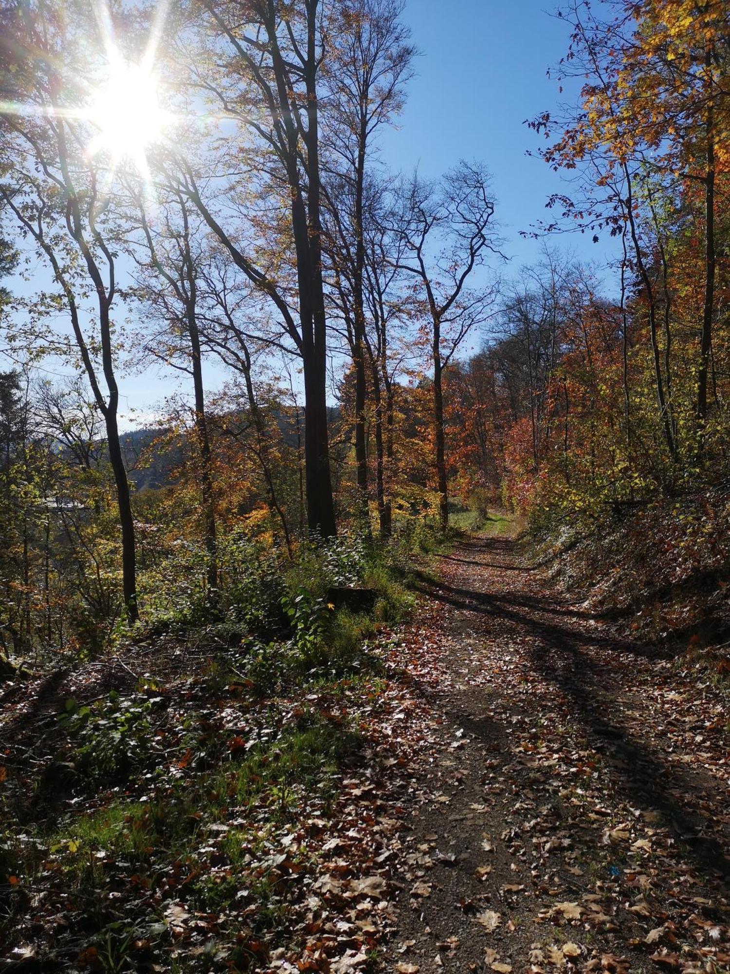 Ferienwohnung In Waldrandlage In Nationalpark Schleiden / Eifel Zewnętrze zdjęcie