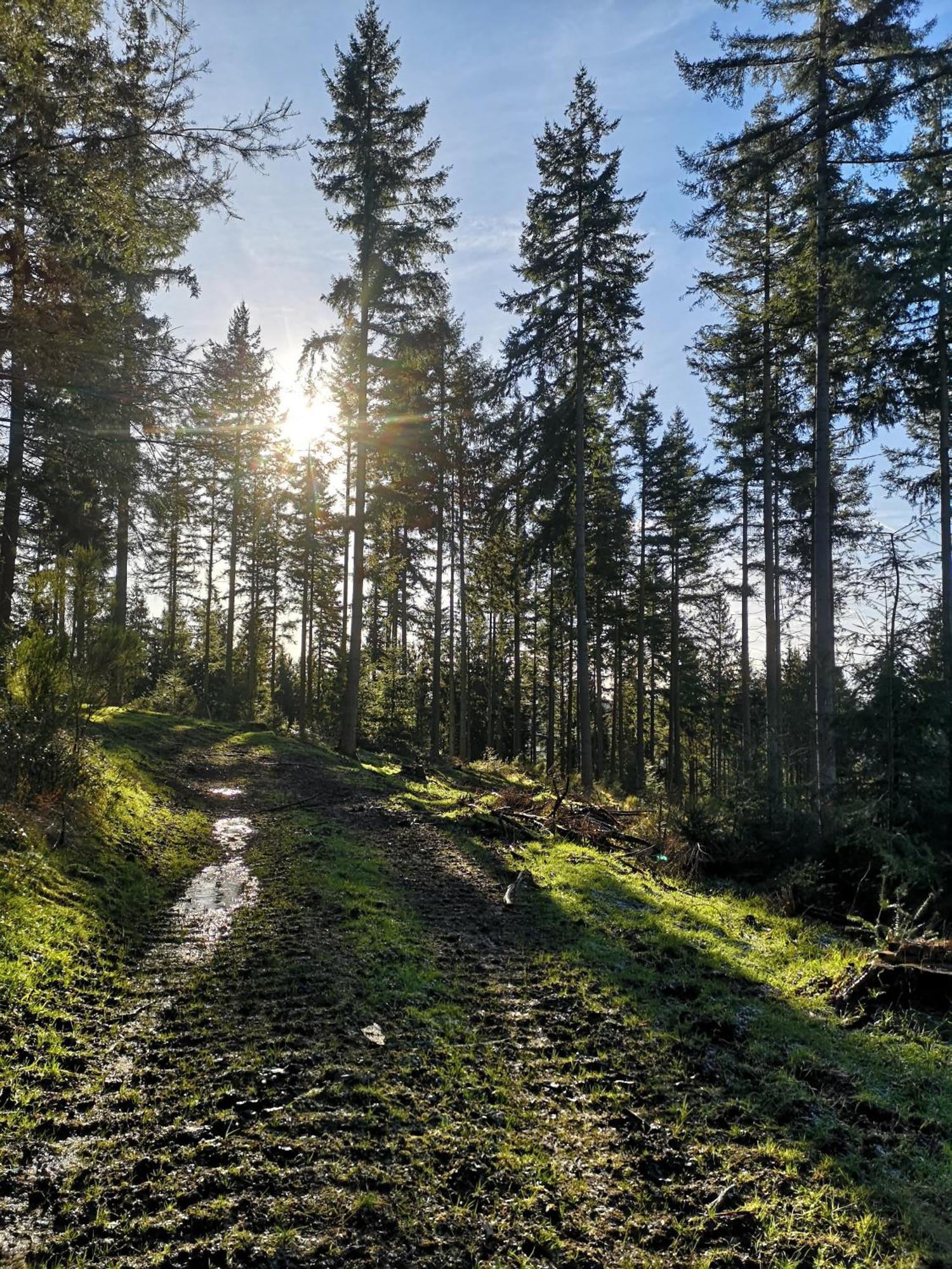 Ferienwohnung In Waldrandlage In Nationalpark Schleiden / Eifel Zewnętrze zdjęcie