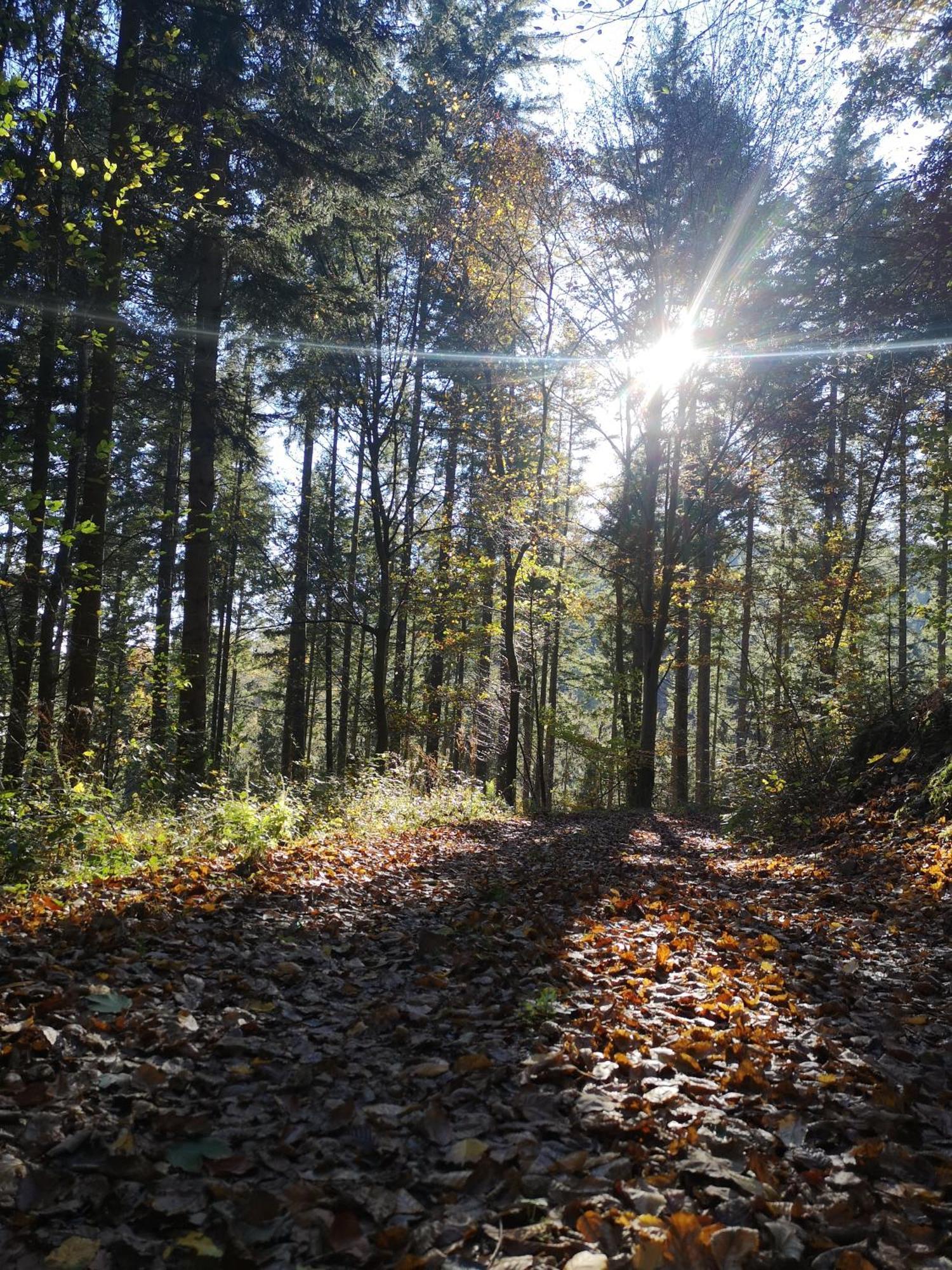 Ferienwohnung In Waldrandlage In Nationalpark Schleiden / Eifel Zewnętrze zdjęcie