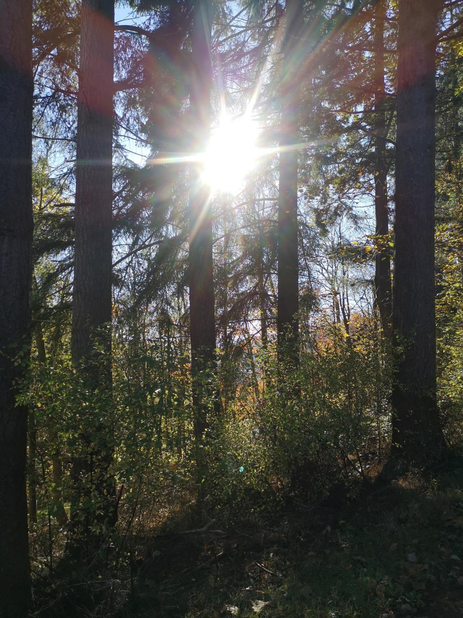 Ferienwohnung In Waldrandlage In Nationalpark Schleiden / Eifel Zewnętrze zdjęcie