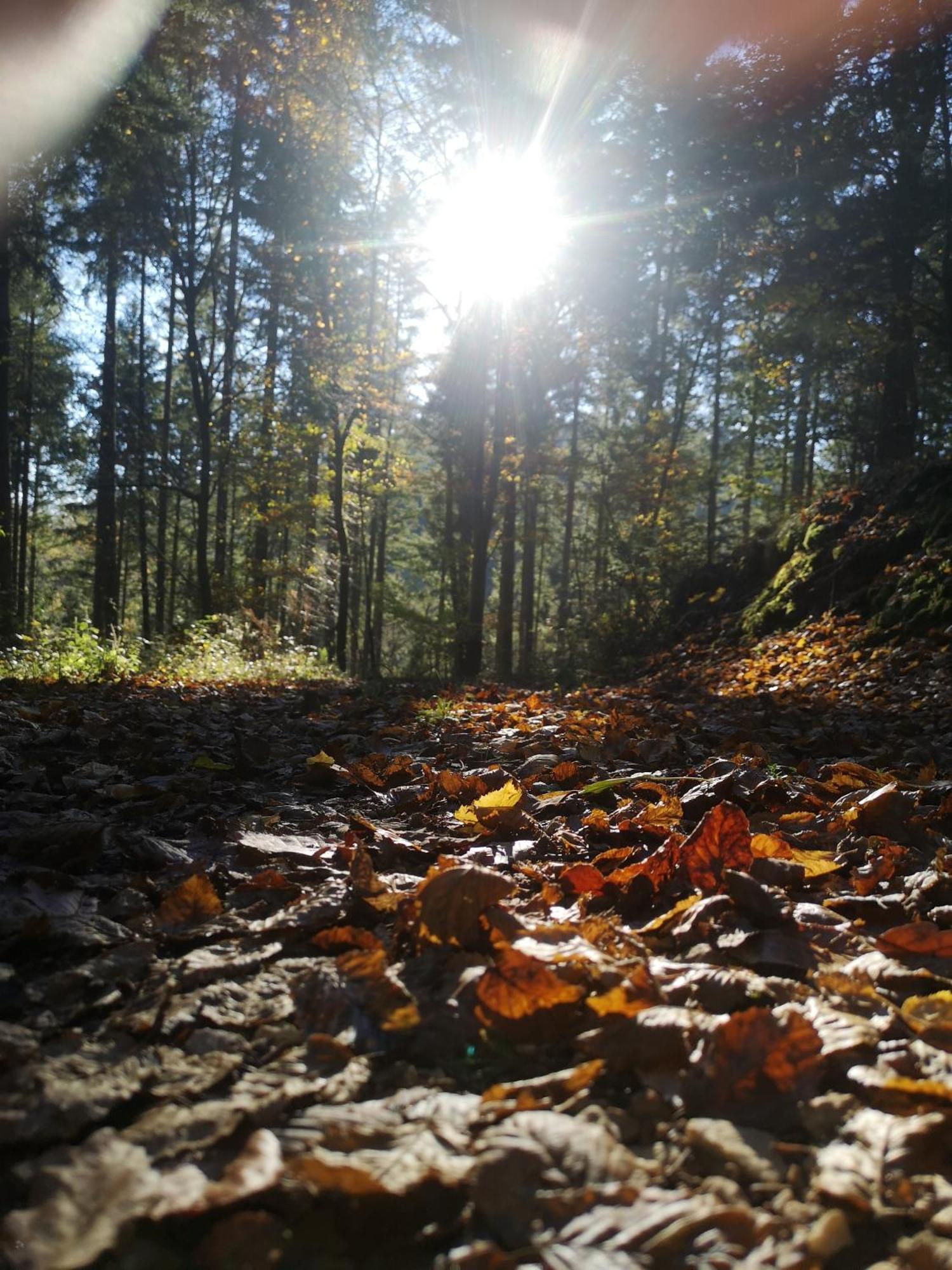 Ferienwohnung In Waldrandlage In Nationalpark Schleiden / Eifel Zewnętrze zdjęcie
